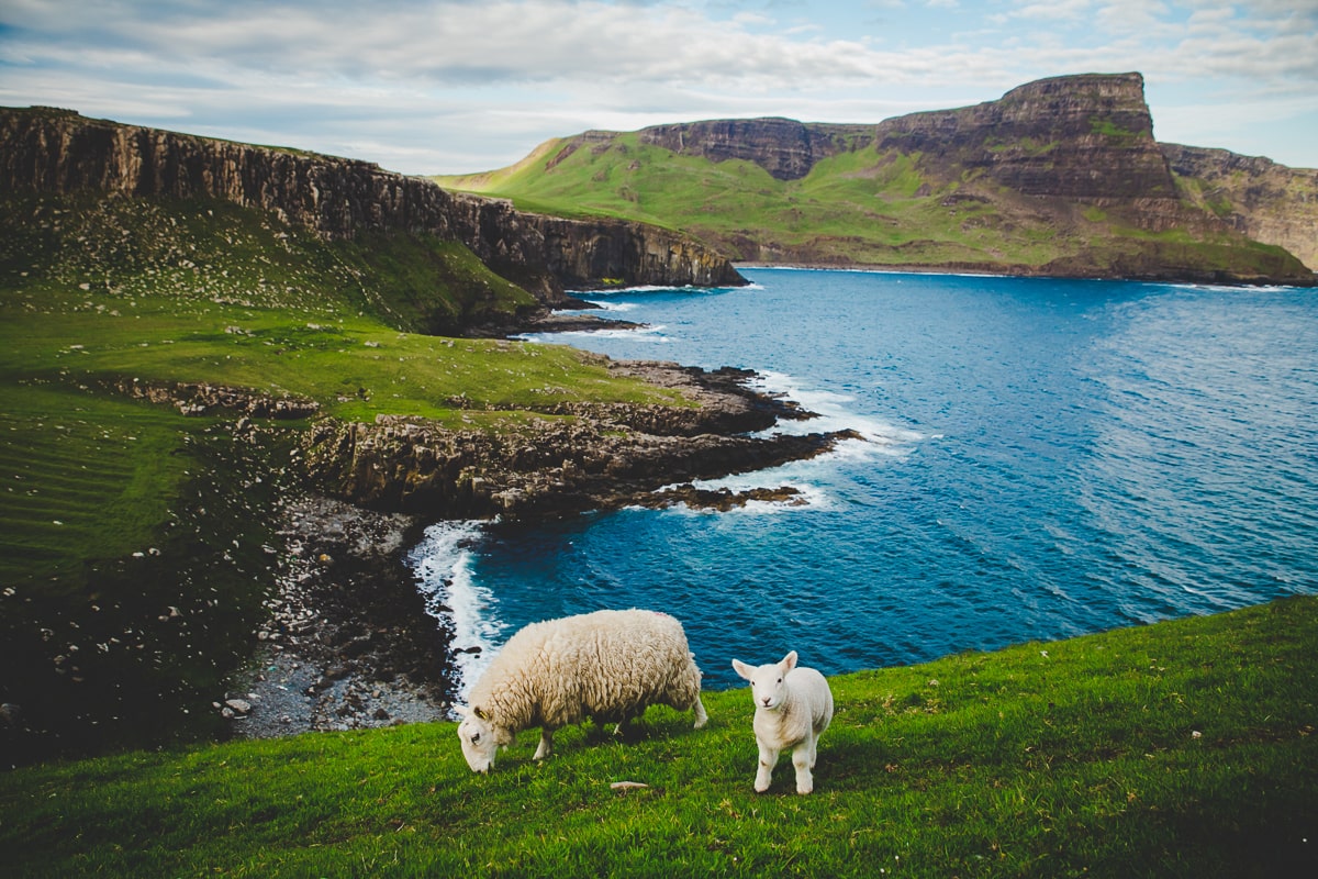 Scotland-road-trip-Neist-Point-Lighthouse-sheep